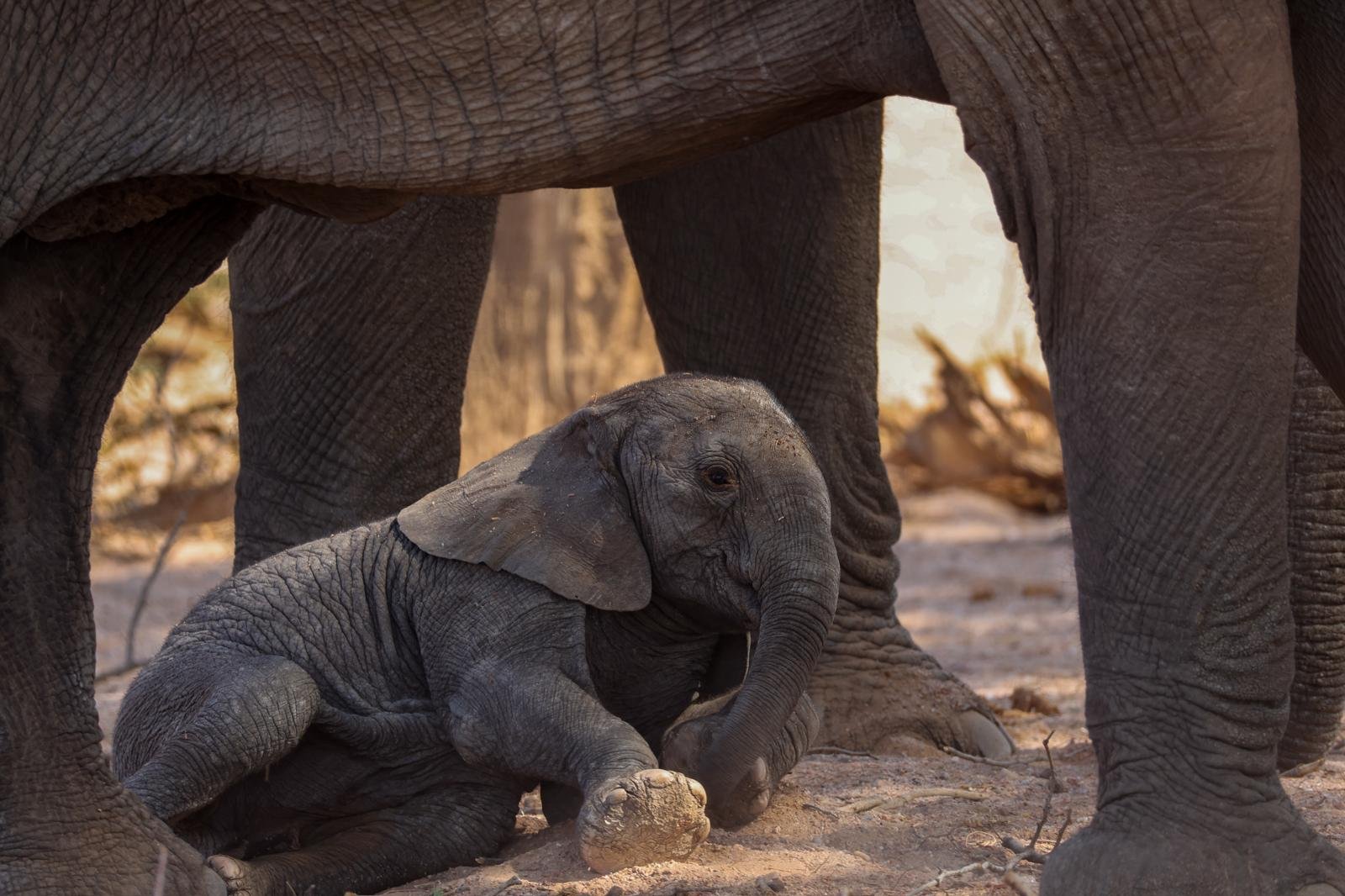 Desert elephant tracking experience in Namibia